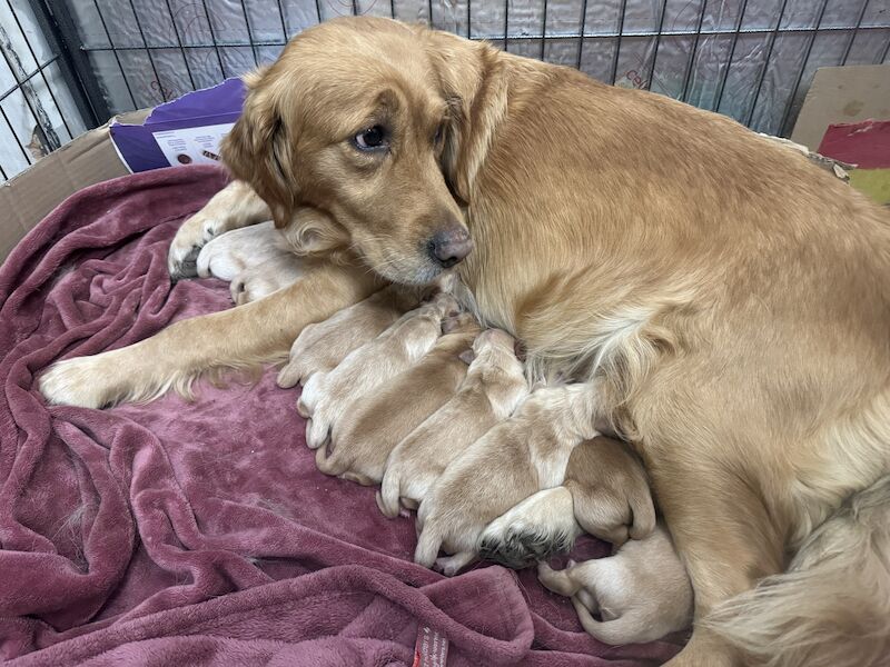 Fallowfen golden retriever pups for sale in Staffordshire - Image 2