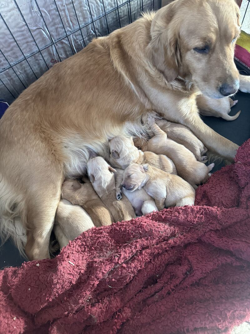 Fallowfen golden retriever pups for sale in Staffordshire - Image 5