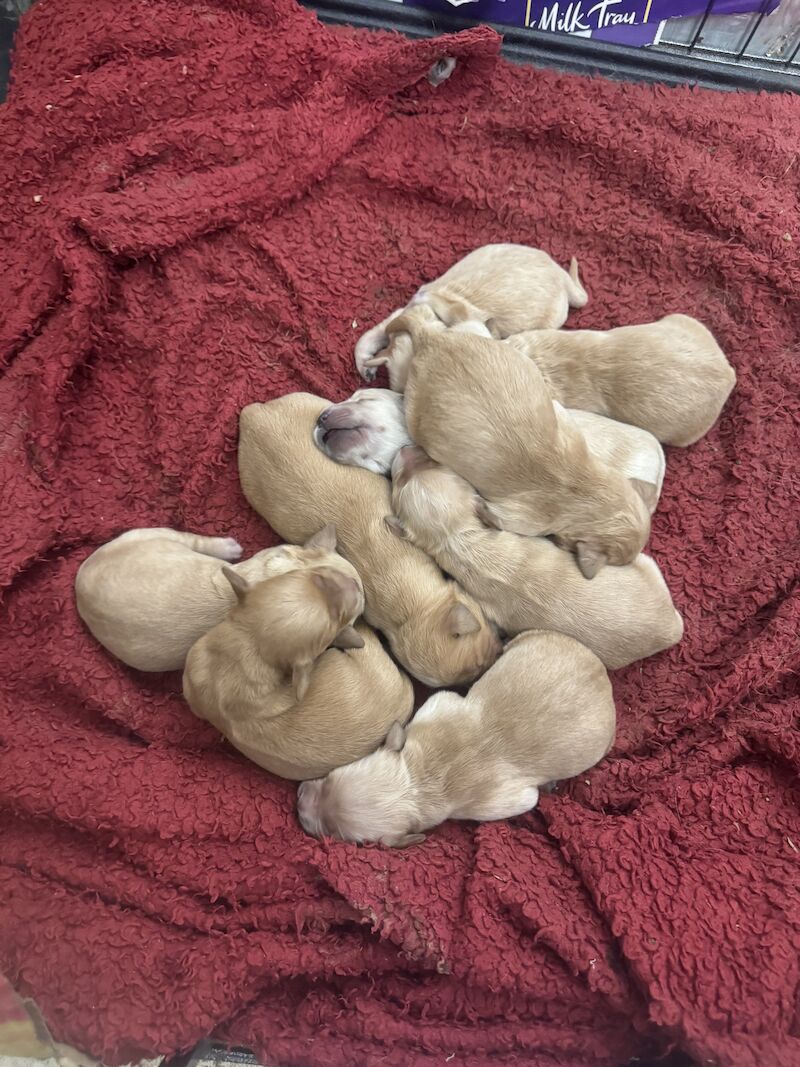 Fallowfen golden retriever pups for sale in Staffordshire - Image 7