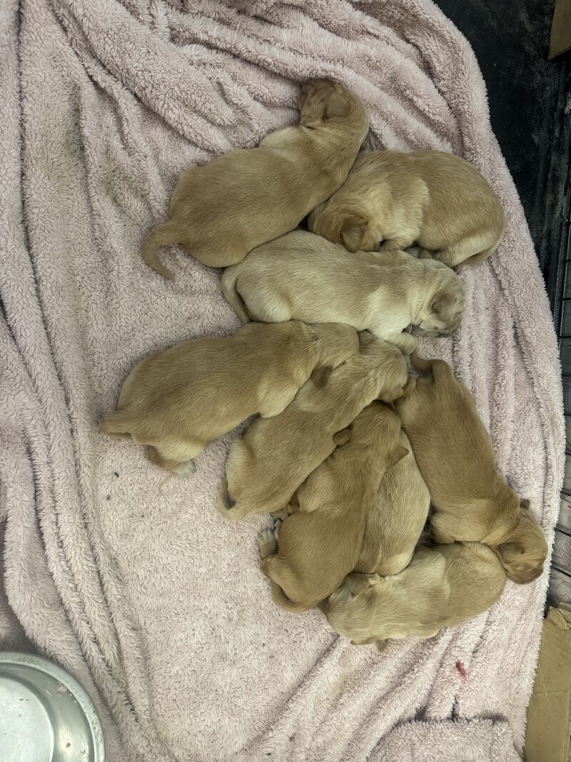 Fallowfen golden retriever pups for sale in Staffordshire - Image 8