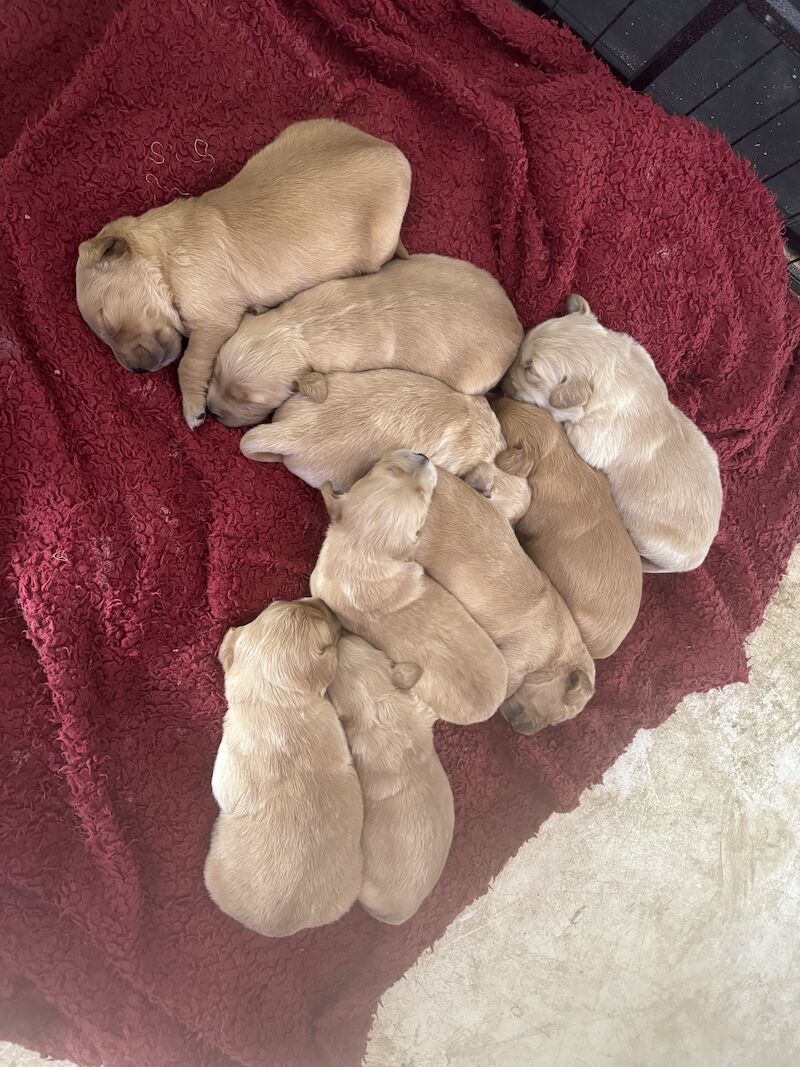 Fallowfen golden retriever pups for sale in Staffordshire - Image 9