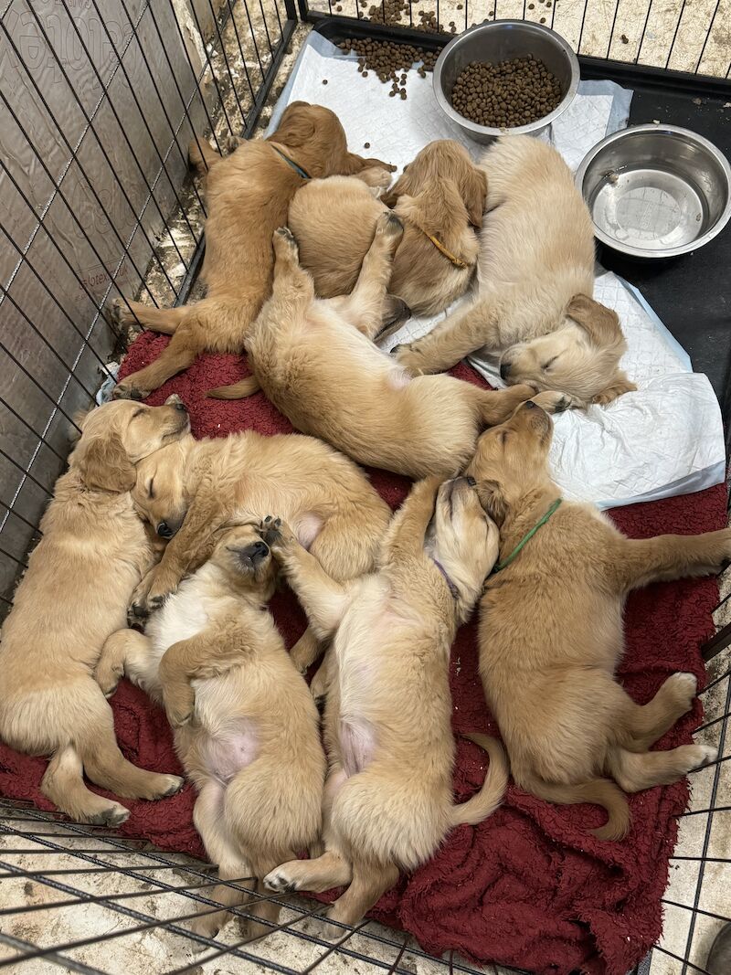 Fallowfen golden retriever pups for sale in Staffordshire - Image 10