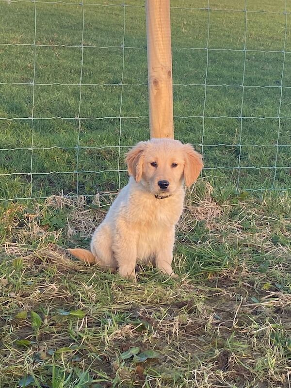 Golden Retriever Pups for sale in Dungannon, County Tyrone - Image 2