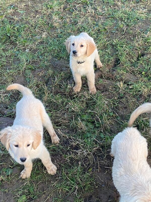 Golden Retriever Pups for sale in Dungannon, County Tyrone - Image 3