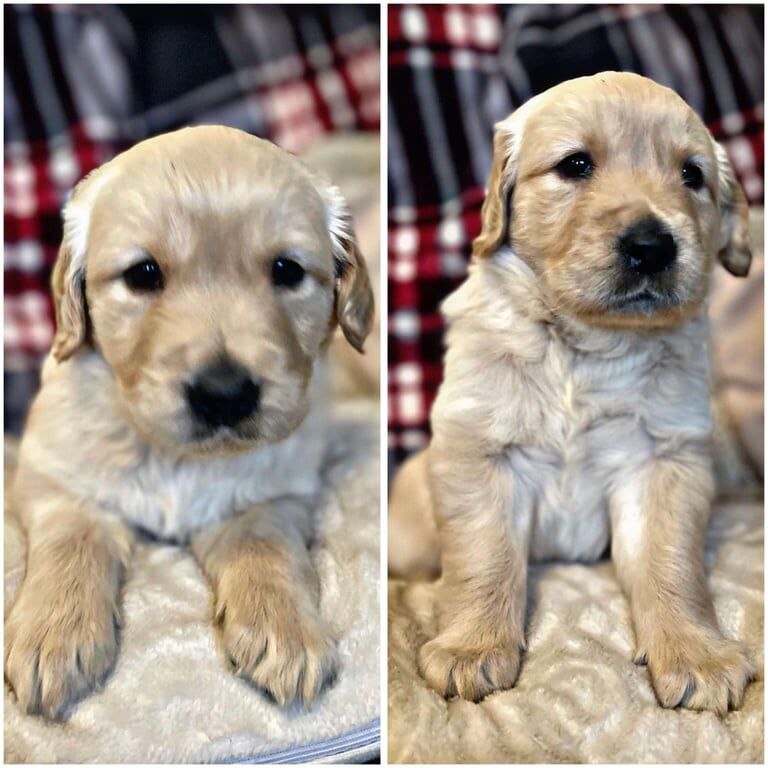 Golden retriever pups for sale in Aberdare / Aberdâr, Mid Glamorgan - Image 1