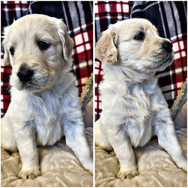 Golden retriever pups for sale in Aberdare / Aberdâr, Mid Glamorgan - Image 3