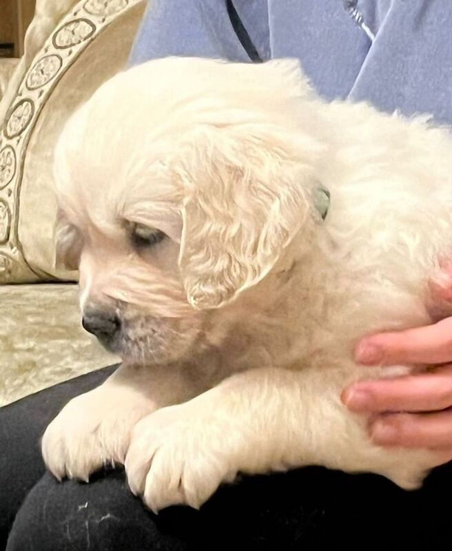 Golden Retriever Pups Champion Bloodline for sale in Derrygonnelly, County Fermanagh - Image 3