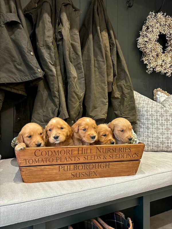 Golden Retriever Pups For Sale in Dromore, Omagh