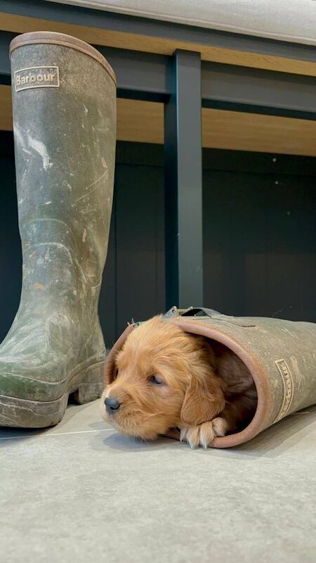 Golden Retriever Pups For Sale in Dromore, Omagh - Image 2