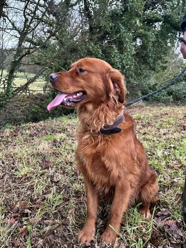 Golden Retriever Pups For Sale in Dromore, Omagh - Image 3