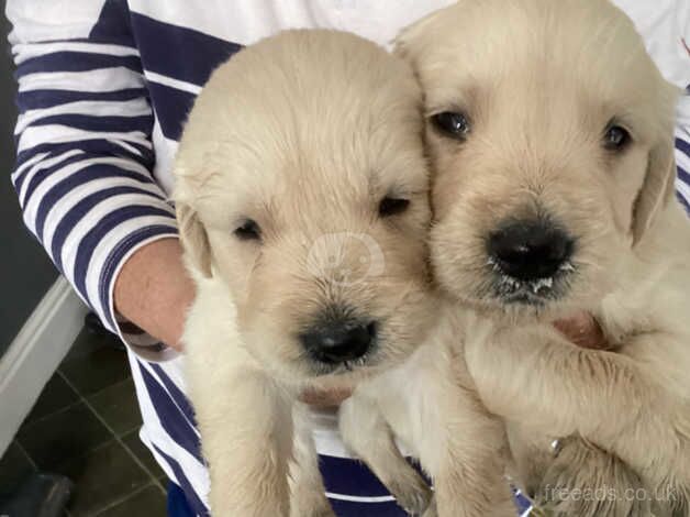 Golden retriever pups for sale in aberdare for sale in Aberdare/Aberdar, Rhondda Cynon Taf - Image 4