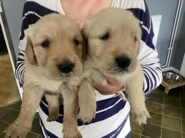 Golden retriever pups in aberdare for sale in Aberdare/Aberdar, Rhondda Cynon Taf - Image 2