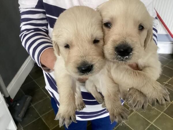Golden retriever pups in aberdare for sale in Aberdare/Aberdar, Rhondda Cynon Taf - Image 3