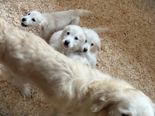 Golden retriever pups for sale in Airdrie, North Lanarkshire