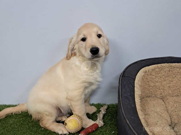 Golden retriever pups for sale in Armagh - Image 1
