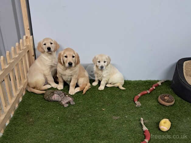Golden retriever pups for sale in Armagh - Image 2