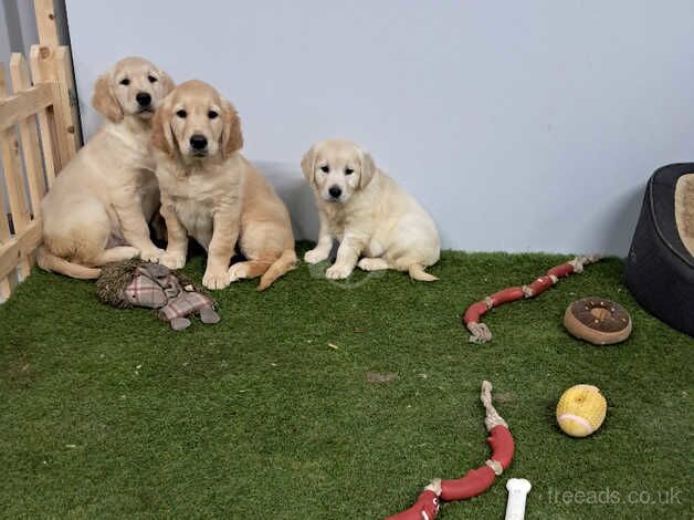 Golden retriever pups for sale in Armagh - Image 3