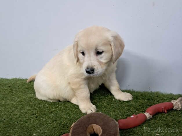 Golden retriever pups for sale in Armagh - Image 4