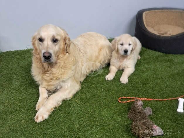 Golden retriever pups for sale in Armagh - Image 5