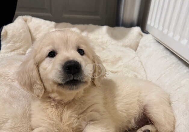 Golden Retriever Pups for sale in Bangor, Gwynedd