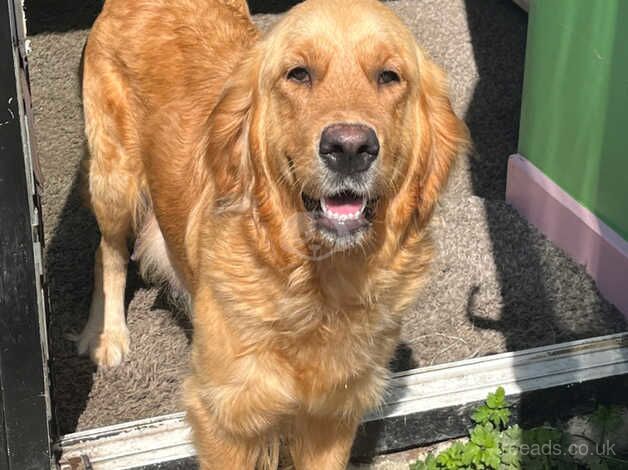 Golden retriever pups for sale in Leeds, West Yorkshire - Image 1