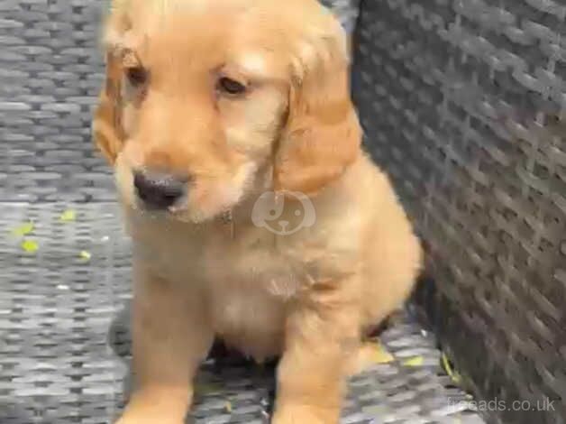 Golden retriever pups for sale in Leeds, West Yorkshire - Image 3