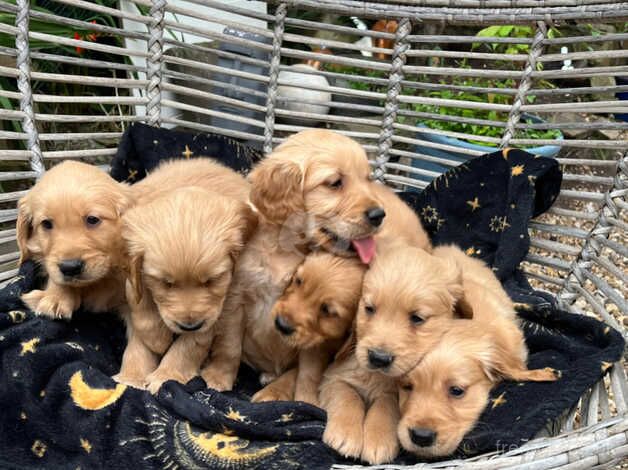 Golden retriever pups for sale in Leeds, West Yorkshire - Image 4