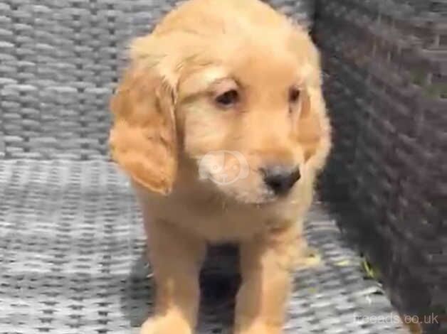 Golden retriever pups for sale in Leeds, West Yorkshire - Image 5