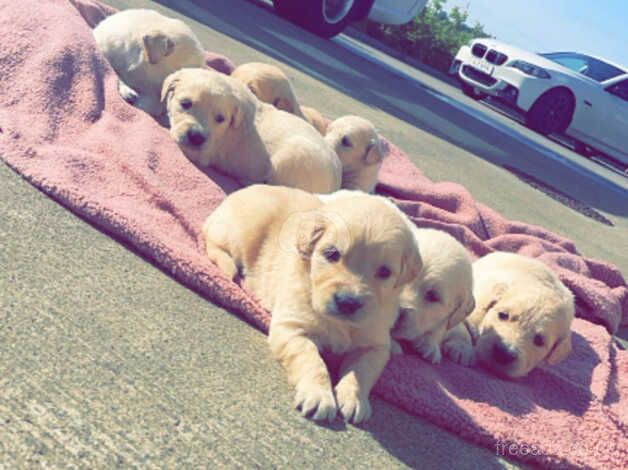 Golden Retriever pups for sale in Castlederg, Strabane - Image 1