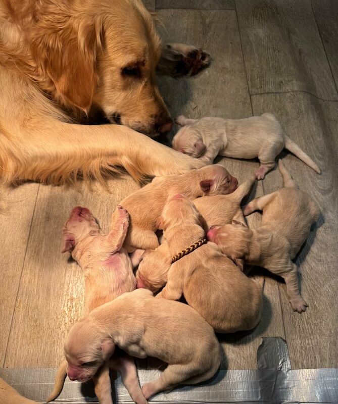 Golden Retriever Pups (Showdog Bloodline) for sale in Ballymena, Antrim