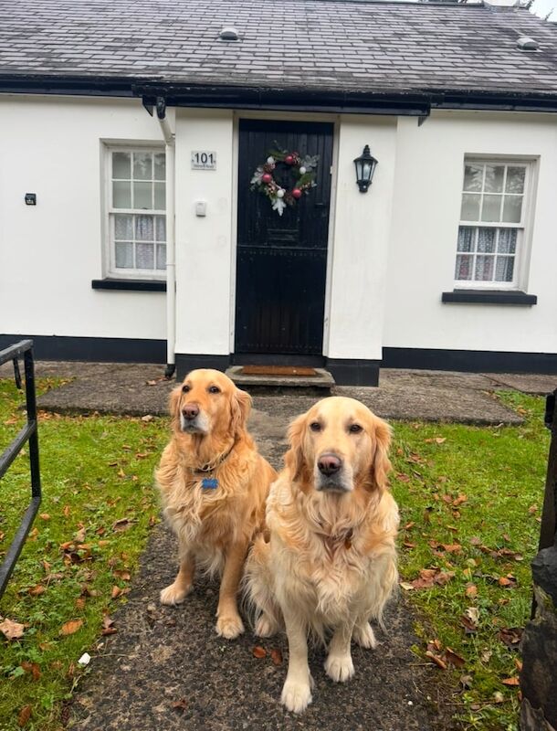 Golden Retriever Pups (Showdog Bloodline) for sale in Ballymena, Antrim - Image 3