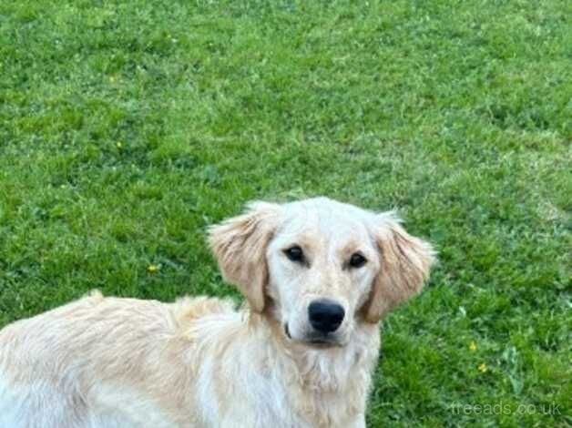 Golden retriever/red setter for sale in Armagh