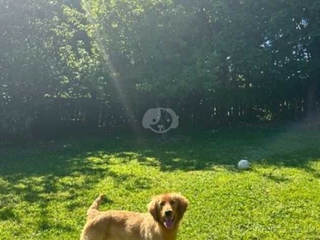 Golden retriever/red setter for sale in Armagh - Image 2