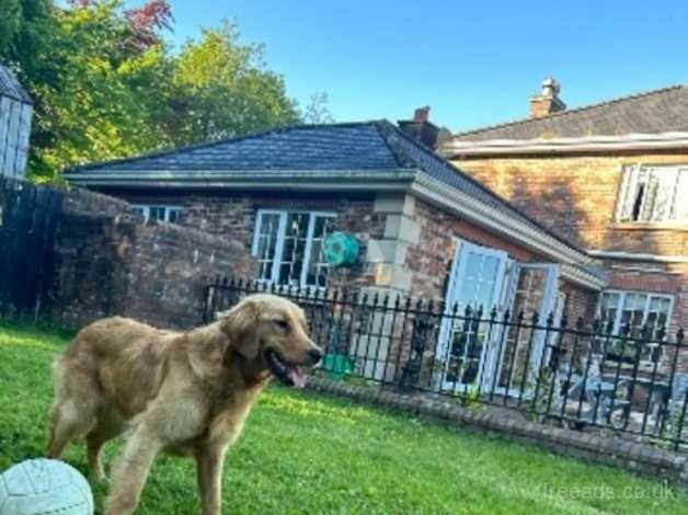 Golden retriever/red setter for sale in Armagh - Image 3