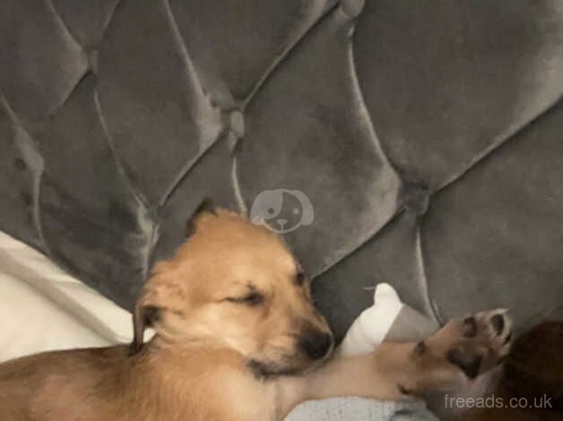 Golden retriever x for sale in Doncaster, South Yorkshire - Image 3