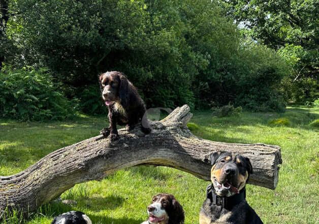 Golden Retrievers for sale in Ringwood, Hampshire