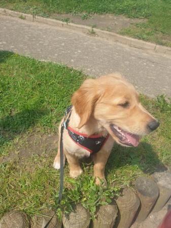 Golden retrievermale young for sale in New England, Somerset - Image 2