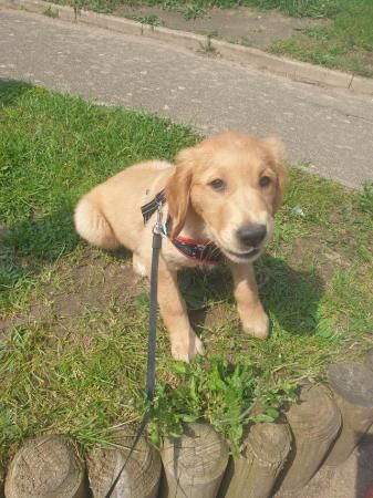 Golden retrievermale young for sale in New England, Somerset - Image 3