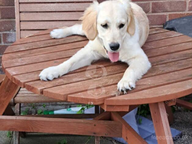 Golden Retrievers - 6 Months Old for sale in Birmingham, West Midlands - Image 1