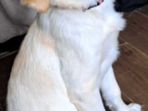 Golden Retrievers - 6 Months Old for sale in Birmingham, West Midlands - Image 3