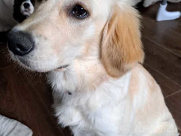 Golden Retrievers - 6 Months Old for sale in Birmingham, West Midlands - Image 4