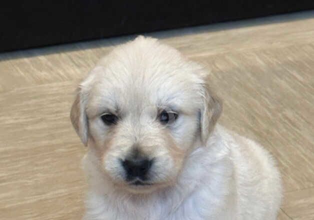 Golden Retrievers for sale in North Shields, Tyne and Wear - Image 3