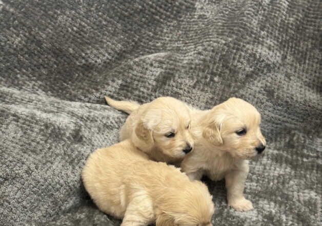 Golden Retrievers for sale in North Shields, Tyne and Wear - Image 5