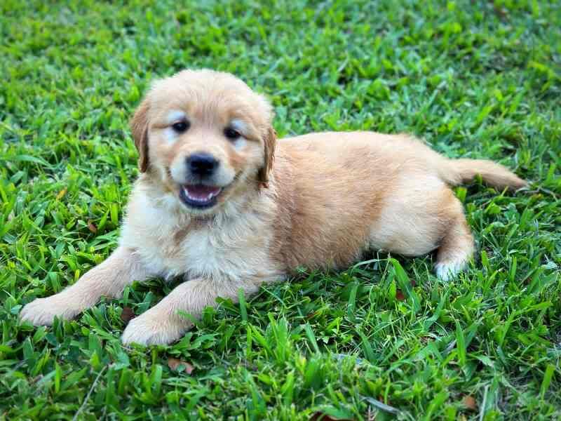 Golden Retrievers Looking For Their Forever Homes for sale in Abington, Northamptonshire - Image 1