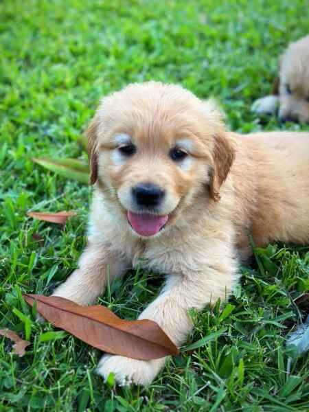 Golden Retrievers Looking For Their Forever Homes for sale in Abington, Northamptonshire - Image 2