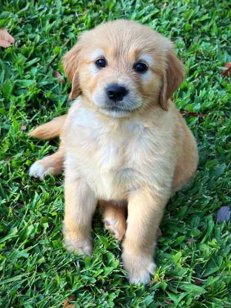 Golden Retrievers Looking For Their Forever Homes for sale in Abington, Northamptonshire - Image 3