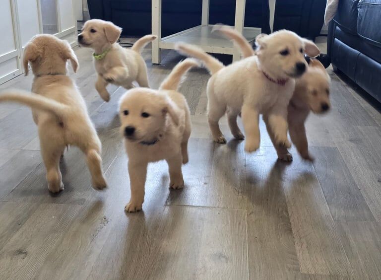 Golden Retriever Puppies For Sale