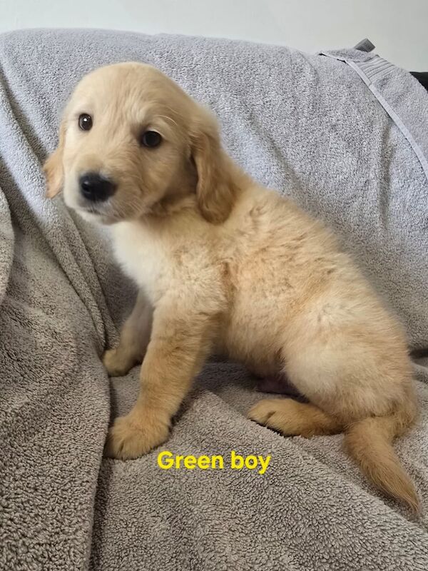 Golden retrievers puppies for sale in Oldham, Greater Manchester - Image 2