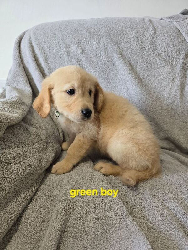 Golden retrievers puppies for sale in Oldham, Greater Manchester - Image 3