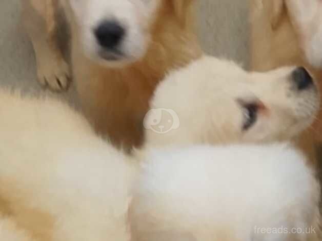 golden retrievers puppies for sale in Rochdale, Greater Manchester